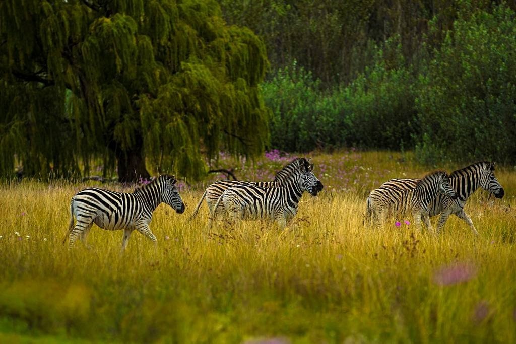 Du khach chi ca tram USD mot dem de ngu giua 77 con su tu anh 8