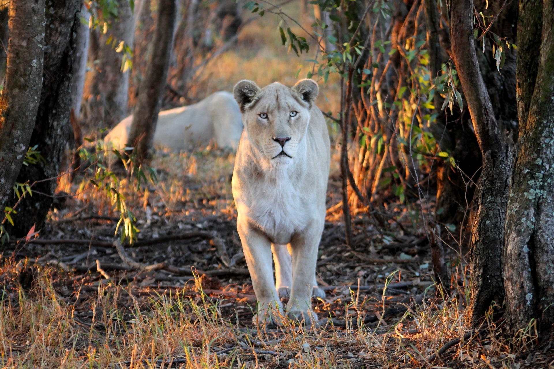Du khach chi ca tram USD mot dem de ngu giua 77 con su tu anh 9
