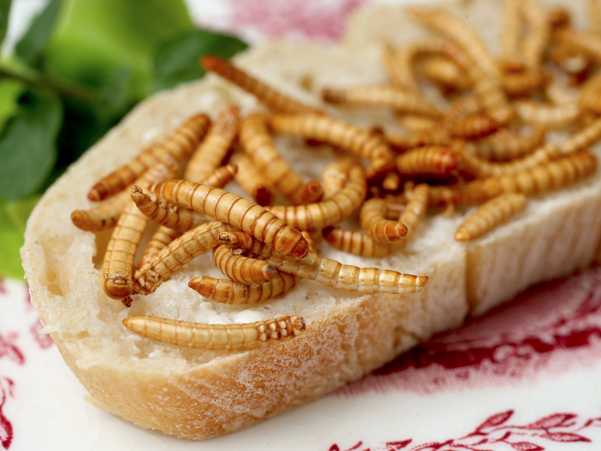 11 loai con trung ban hoan toan co the an duoc hinh anh