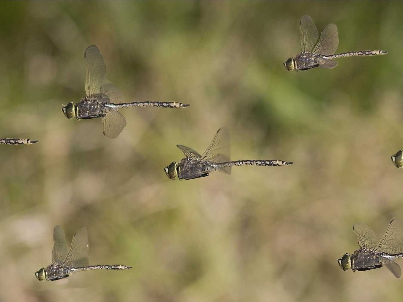 Nhung loai con trung an duoc anh 10