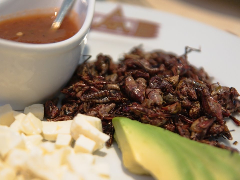 Nhung loai con trung an duoc anh 2