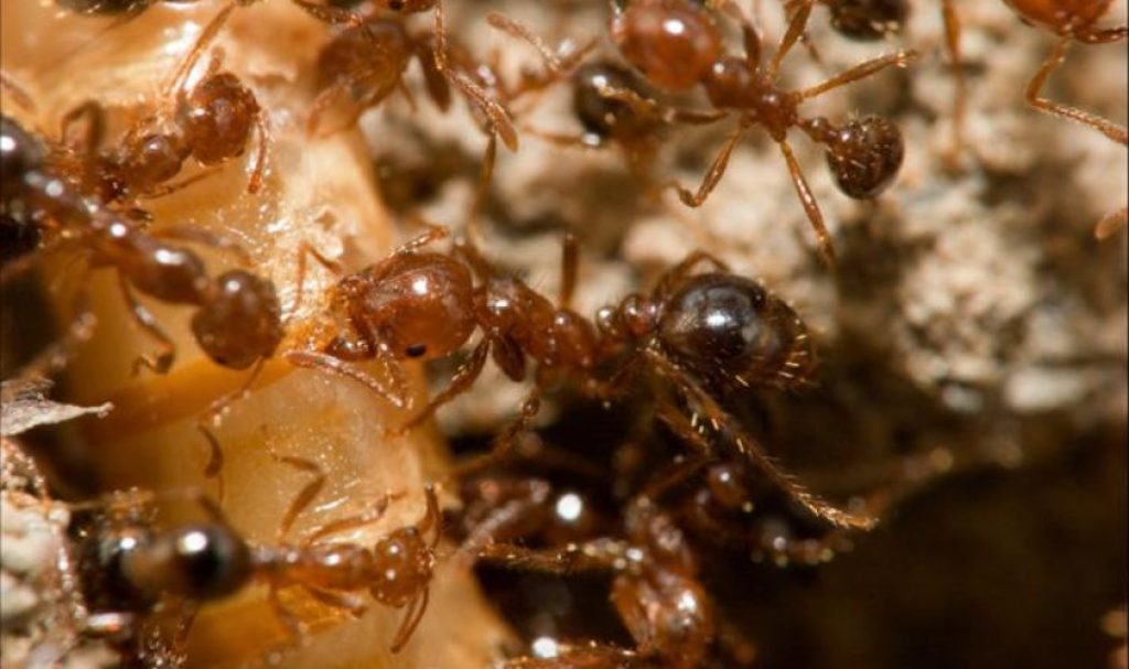 Nhung loai con trung an duoc anh 5