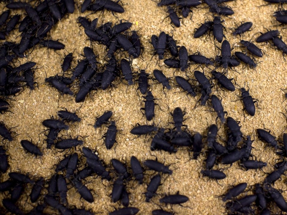 Nhung loai con trung an duoc anh 7