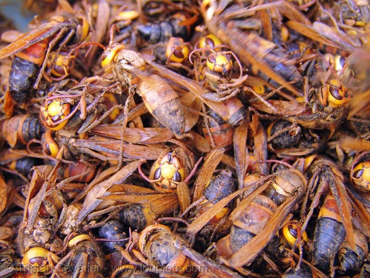 Nhung loai con trung an duoc anh 9