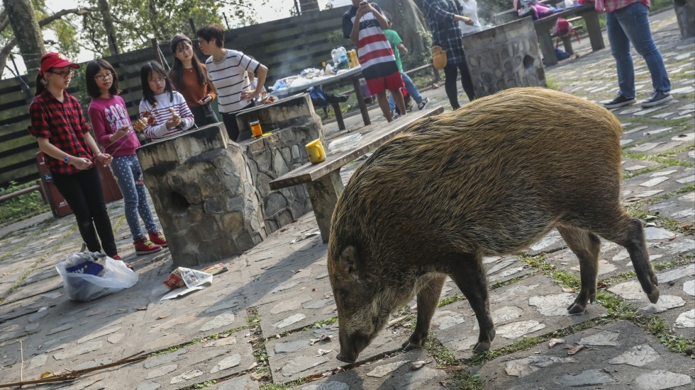 Lon rung 'xam chiem', dap pha trung tam thuong mai o Hong Kong hinh anh