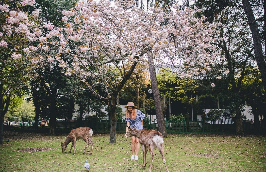 5 thanh pho co tuyet dep dung bo qua neu den Nhat mua xuan hinh anh