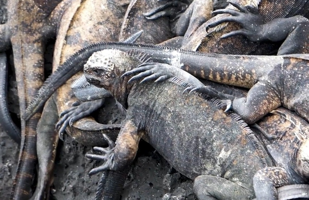 Tham quan thanh dia dong vat hoang da o Ecuador hinh anh