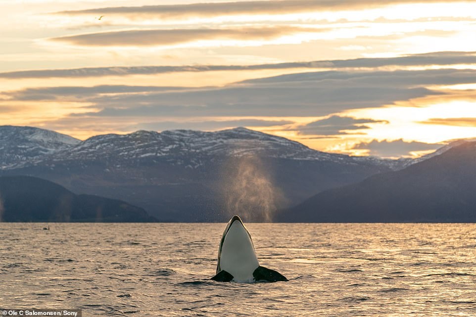 Nhiep anh gia chup anh Bac Cuc anh 2