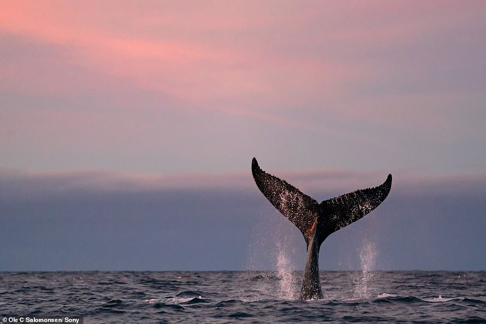 Nhiep anh gia chup anh Bac Cuc anh 3