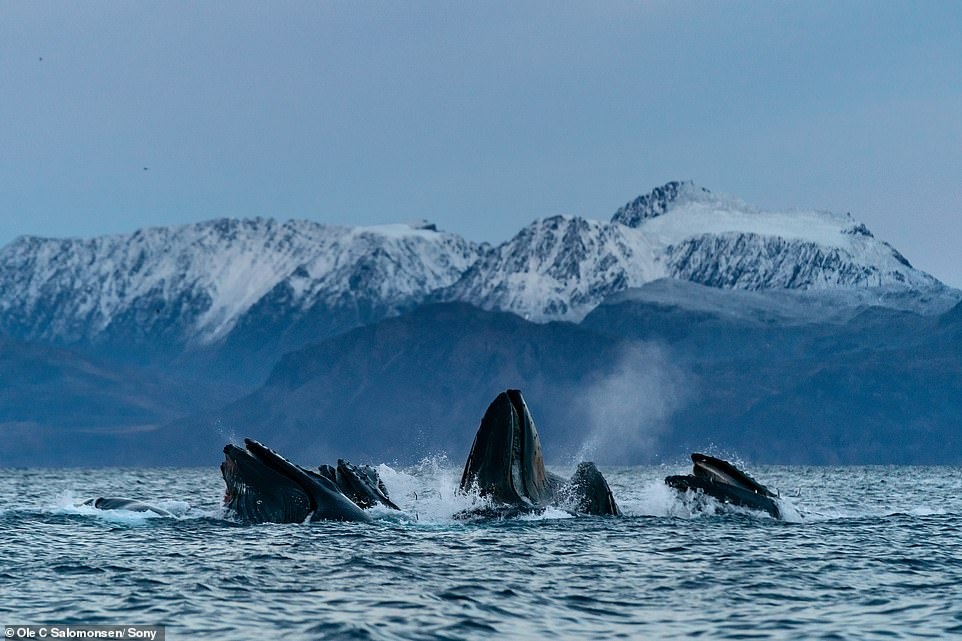 Nhiep anh gia chup anh Bac Cuc anh 6