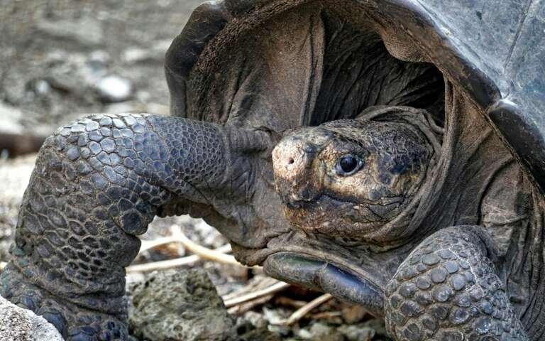 Tim thay giong rua khong lo tuyet chung hang tram nam o Ecuador hinh anh