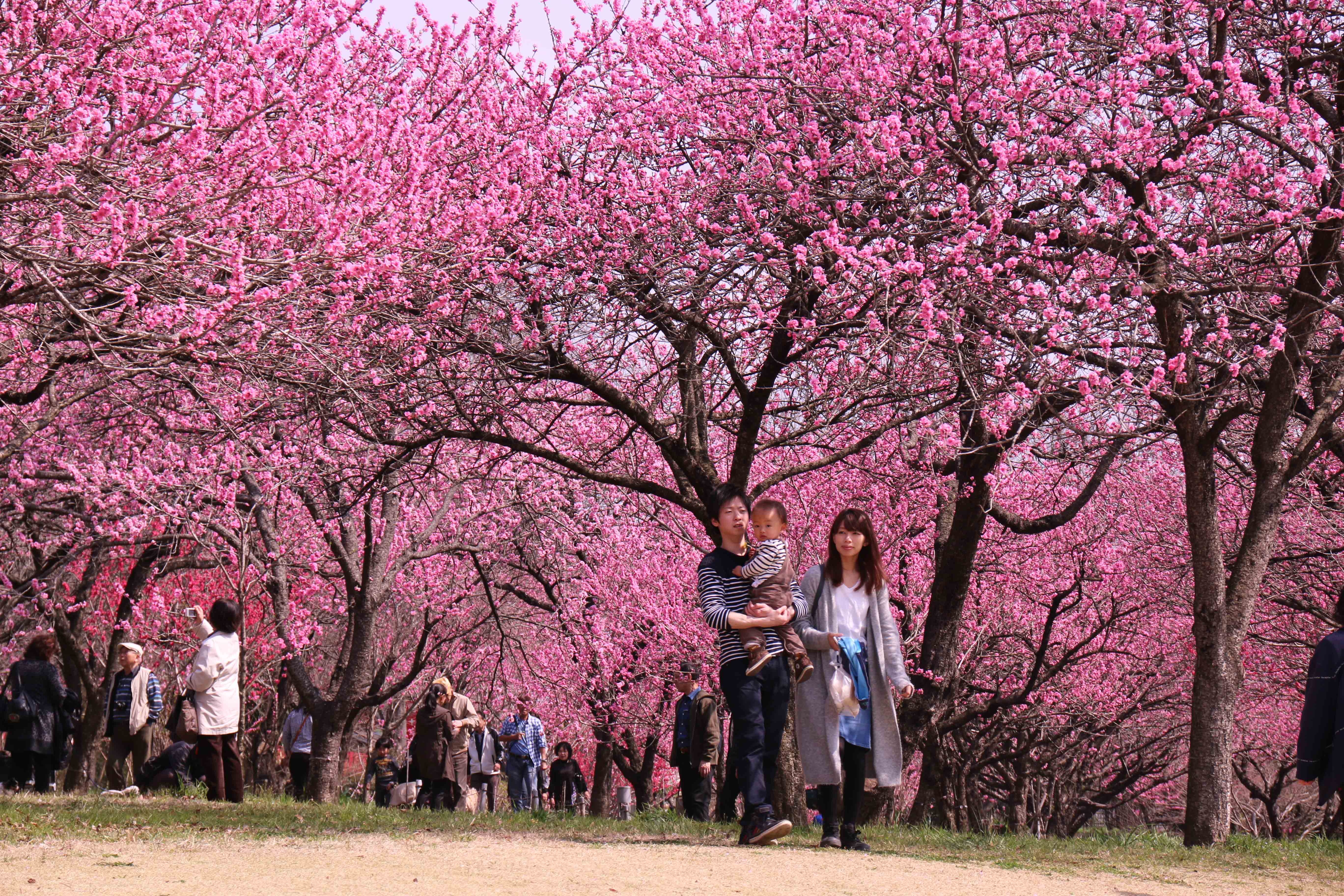 Du lich mua xuan Nhat Ban anh 7