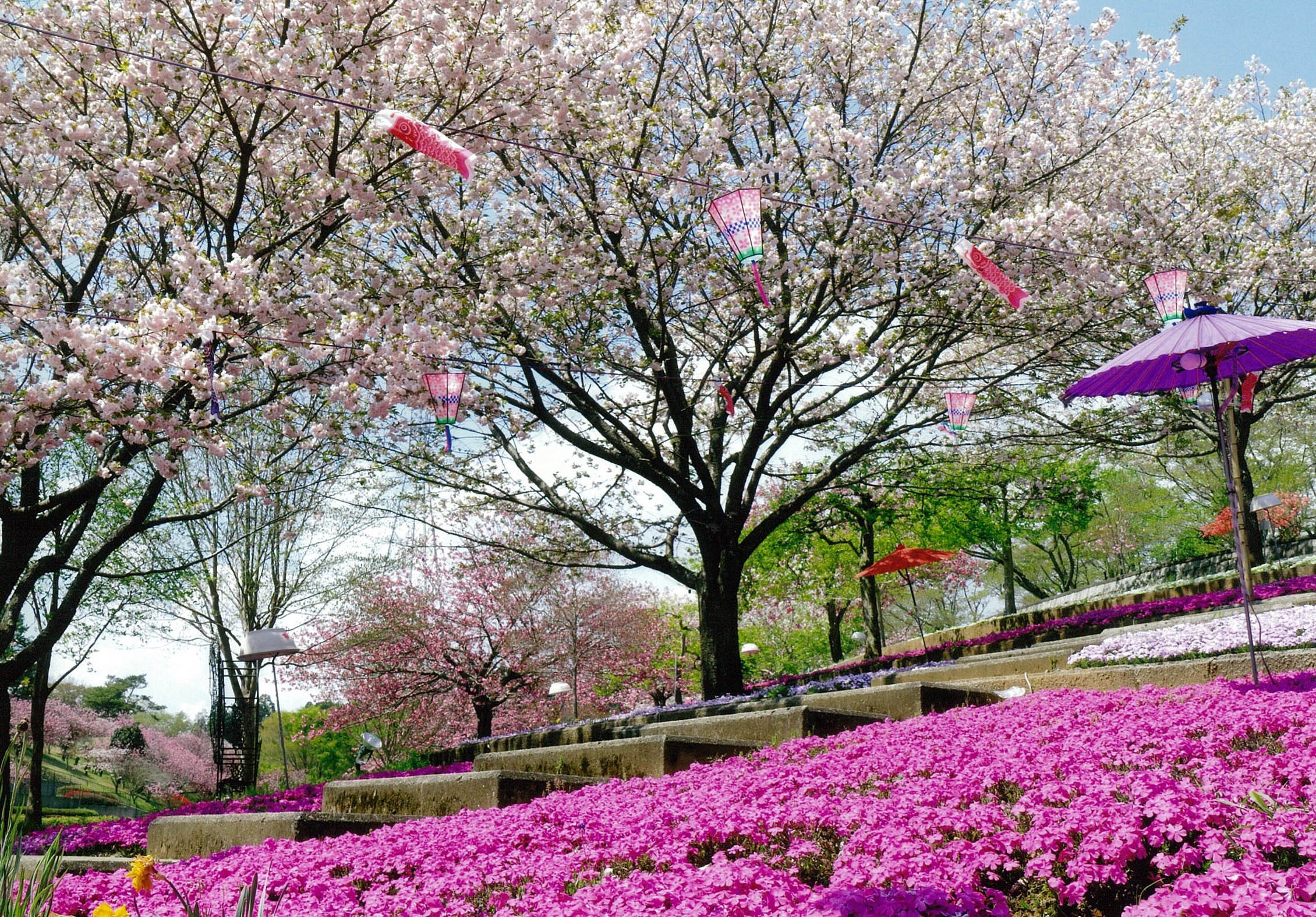 Du lich mua xuan Nhat Ban anh 11