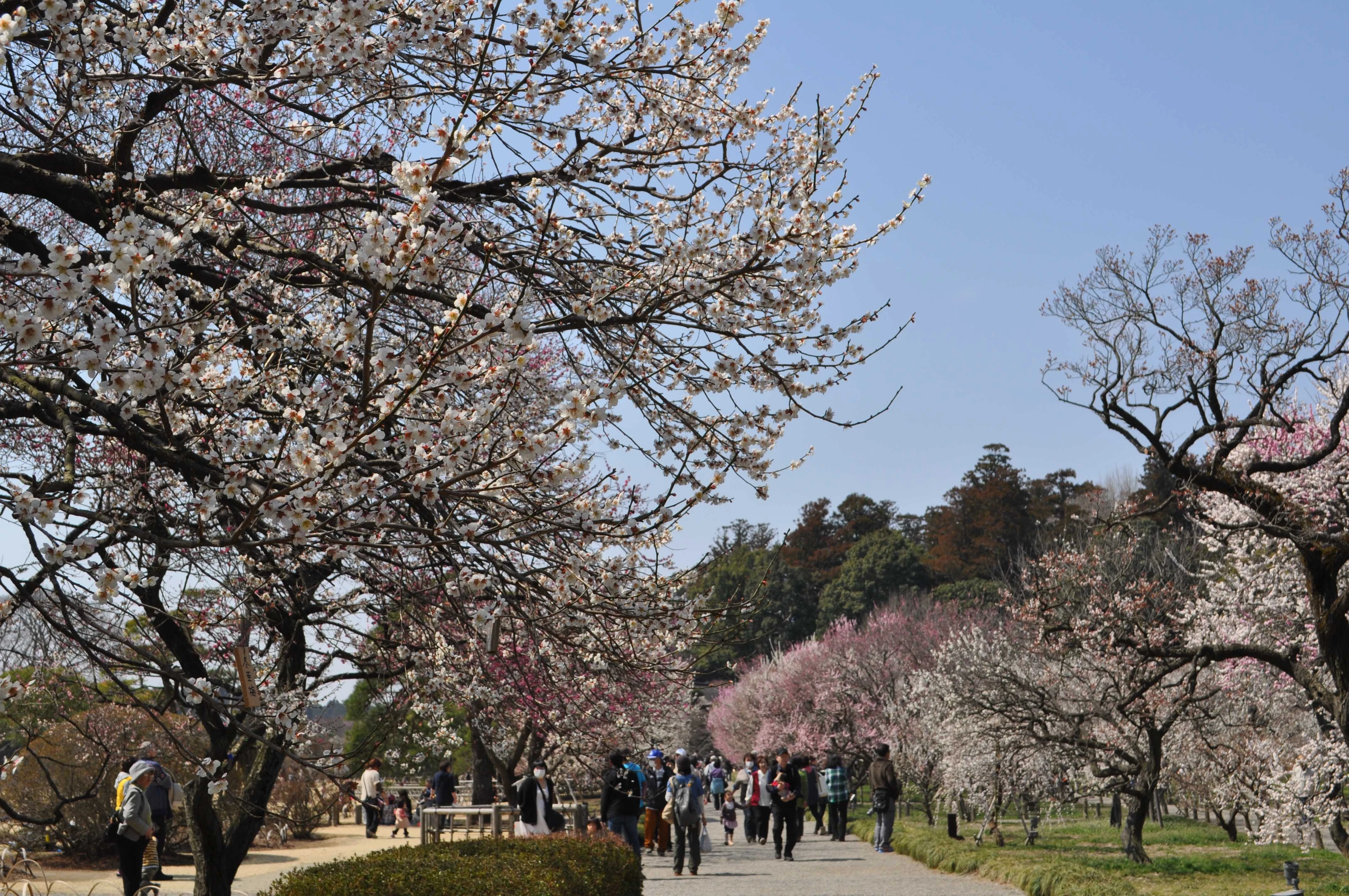 Du lich mua xuan Nhat Ban anh 3