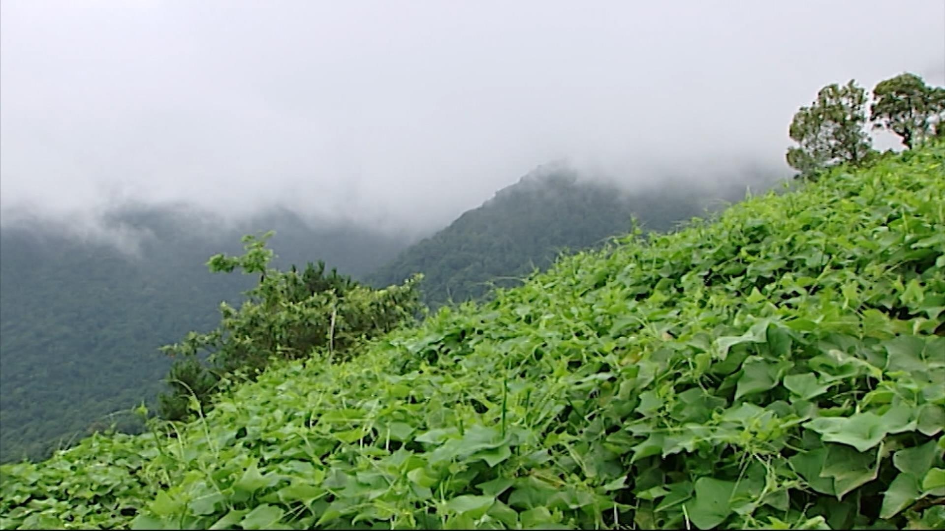 Ý nghĩa tên gọi Tam Đảo ảnh 3 Y nghia ten goi Tam Dao anh 3