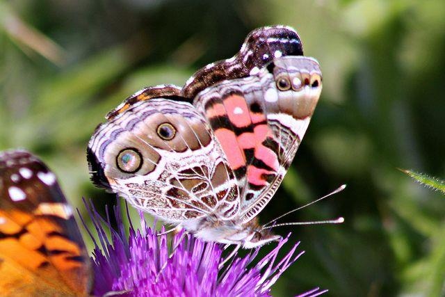 Dan buom khong lo dang tran ve 'tan cong' California hinh anh