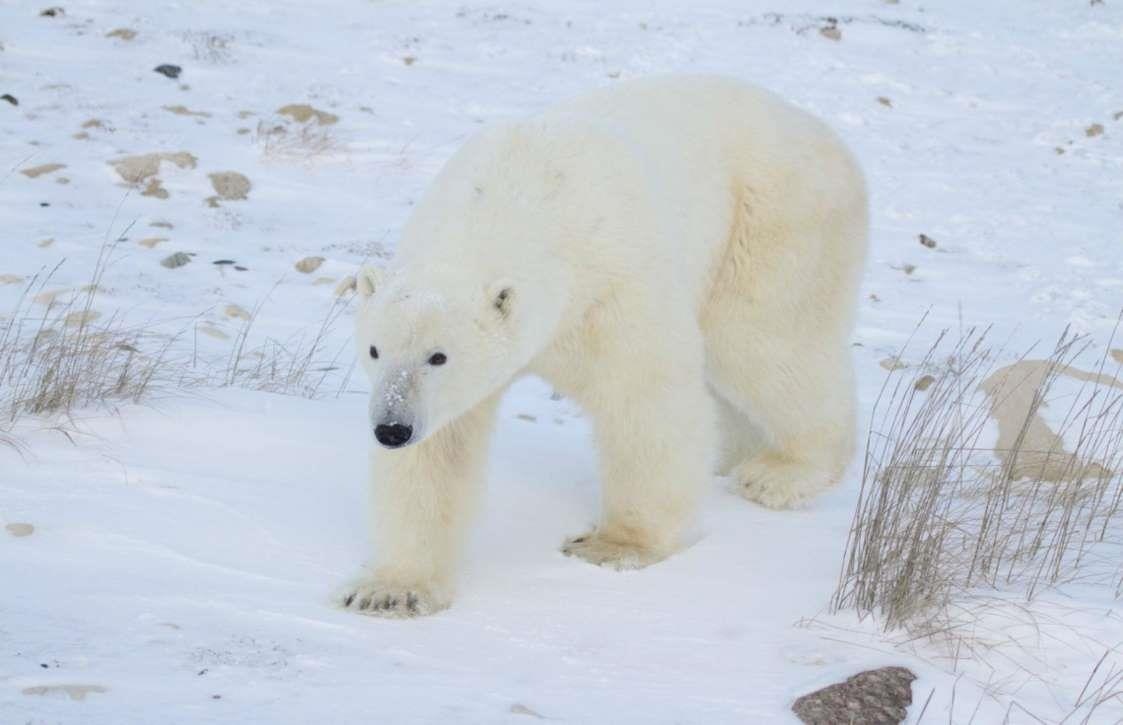 Nhung dia diem tham quan dong vat anh 12