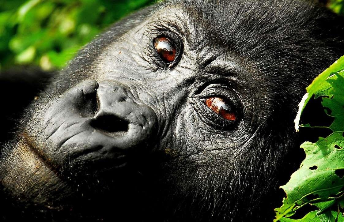 Nhung dia diem tham quan dong vat anh 14