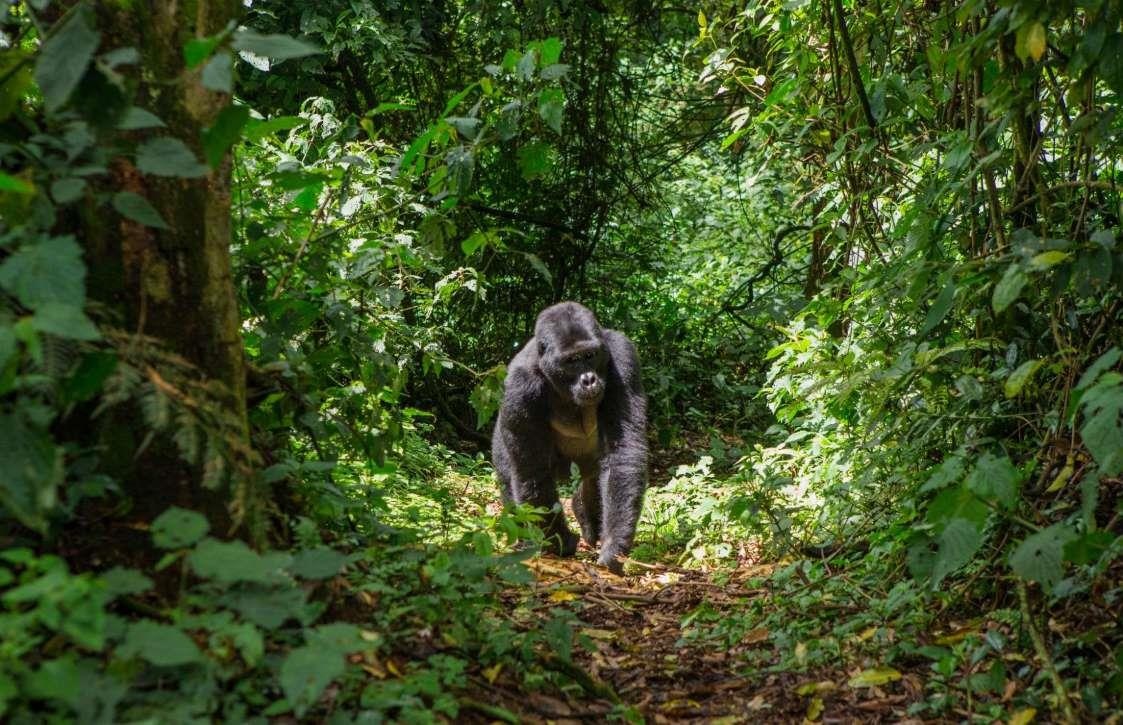 Nhung dia diem tham quan dong vat anh 15