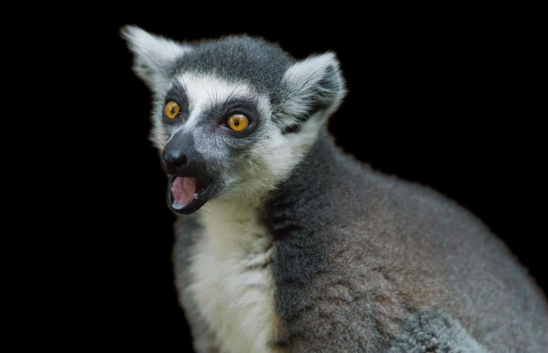 Nhung dia diem tham quan dong vat anh 1