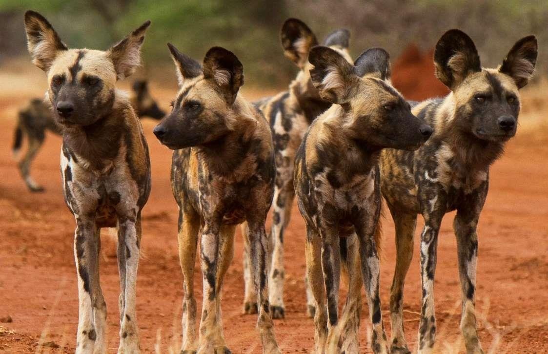 Nhung diem du lich giup ban de bat gap dong vat quy hiem hinh anh