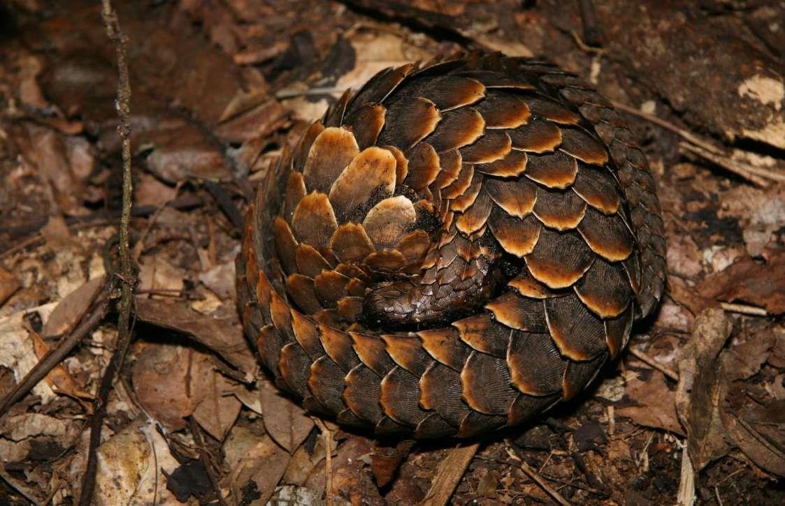 Nhung dia diem tham quan dong vat anh 8