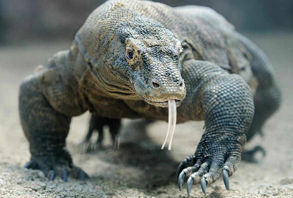 Dao Komodo, noi Indonesia quyet dinh dong cua mot nam de bao ton hinh anh