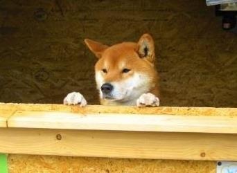 Con cho ban khoai nuong gay bao mang xa hoi o Nhat Ban hinh anh