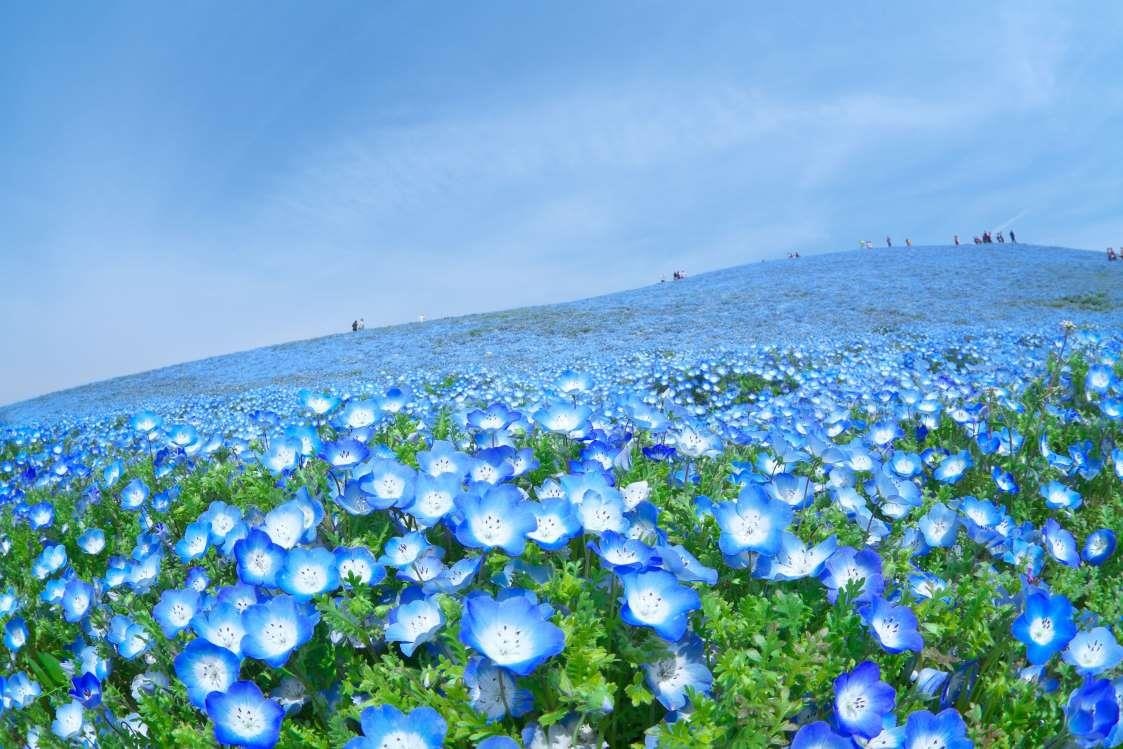 Dia diem don mua xuan o chau A anh 13