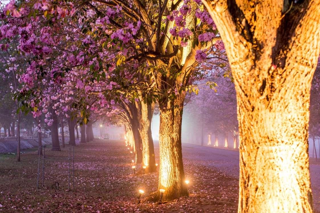 Dia diem don mua xuan o chau A anh 4