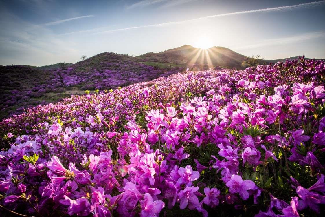 Dia diem don mua xuan o chau A anh 5