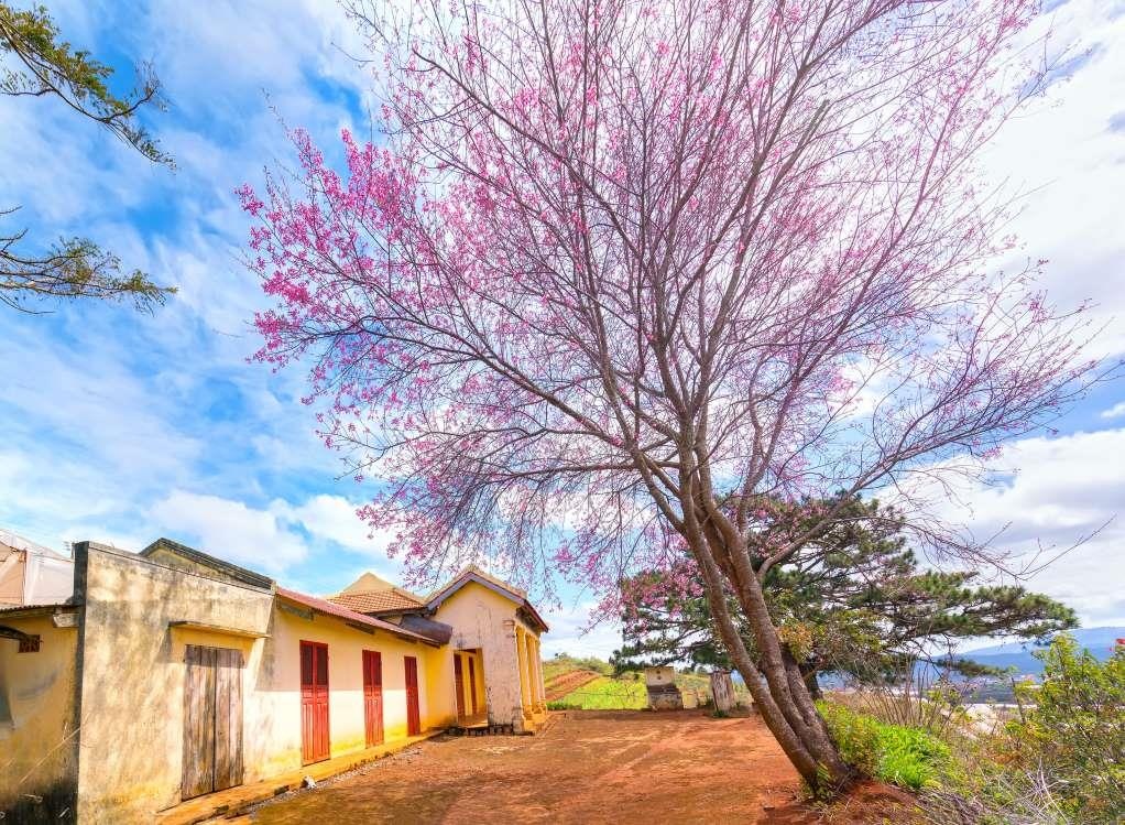 Dia diem don mua xuan o chau A anh 8