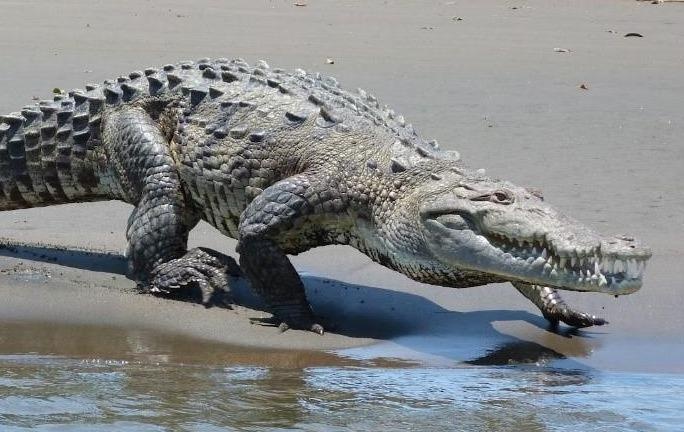 Cau ca sau bat ngo tro thanh diem nong du lich o Costa Rica hinh anh
