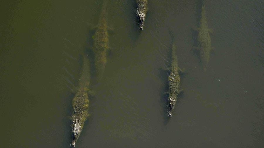 Cay cau ca sau o Costa Rica anh 6