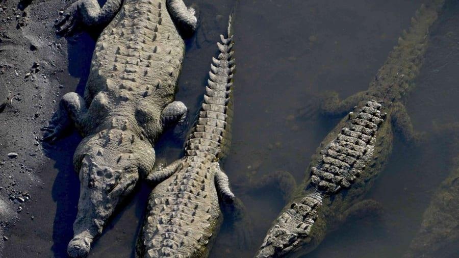 Cay cau ca sau o Costa Rica anh 7