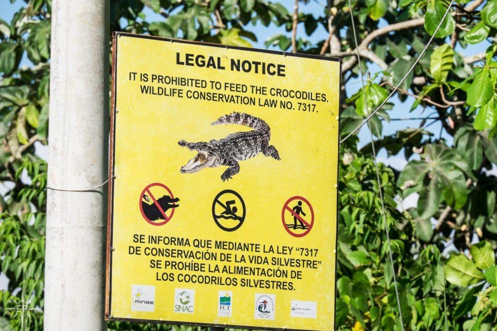 Cay cau ca sau o Costa Rica anh 9