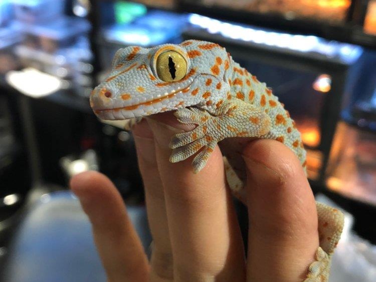 Quan bar bo sat anh 1