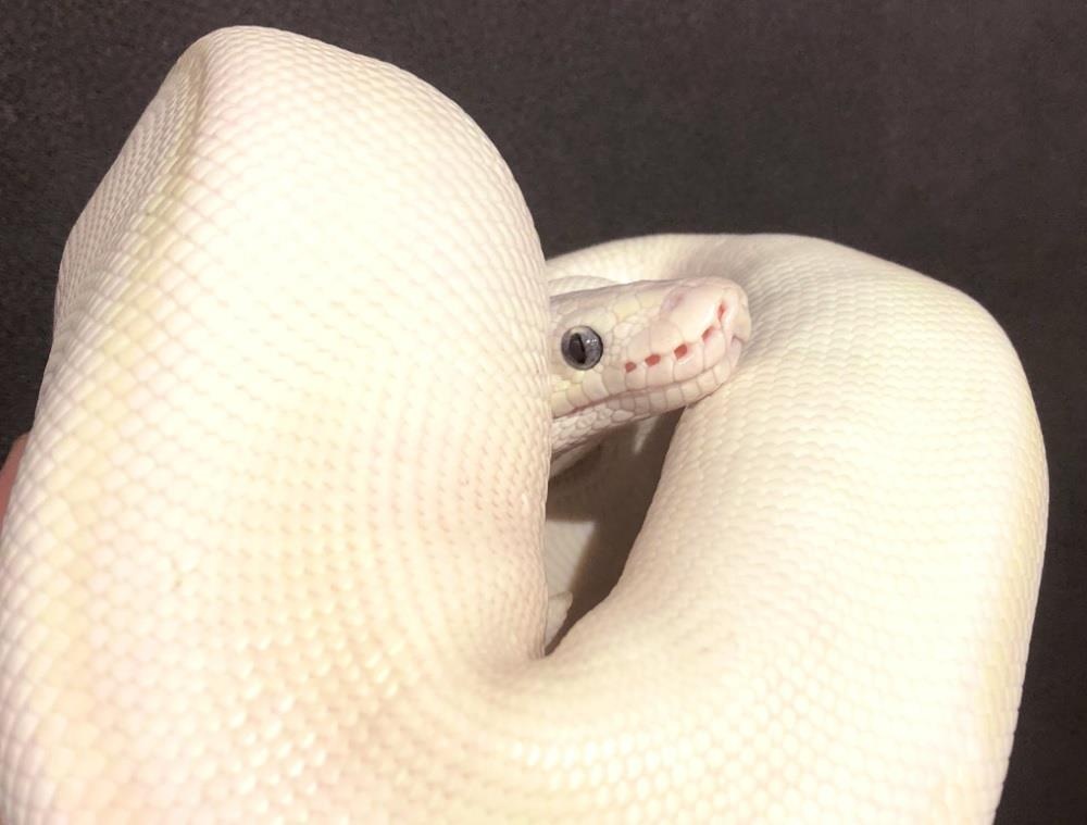 Quan bar bo sat anh 10