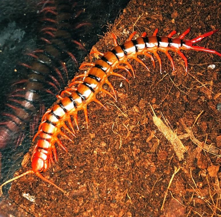 Quan bar bo sat anh 9