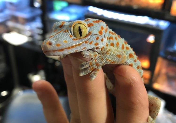 Quan bar 'chieu dai' thuc khach bang hang tram loai bo sat hinh anh