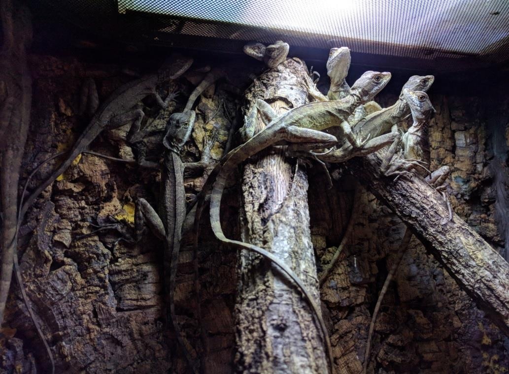 Quan bar bo sat anh 13