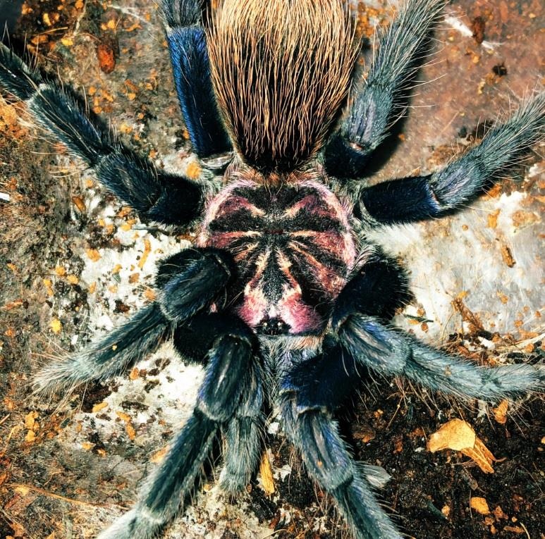 Quan bar bo sat anh 8