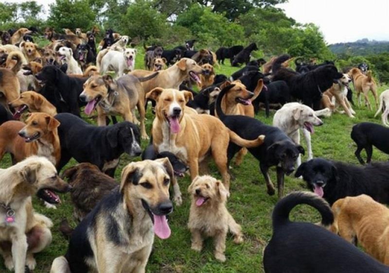 Di dao cung bay cho hoang o Costa Rica hinh anh