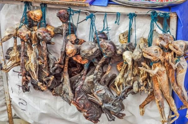 Nhung bao thai dong vat dang so trong cho phu thuy o Bolivia hinh anh