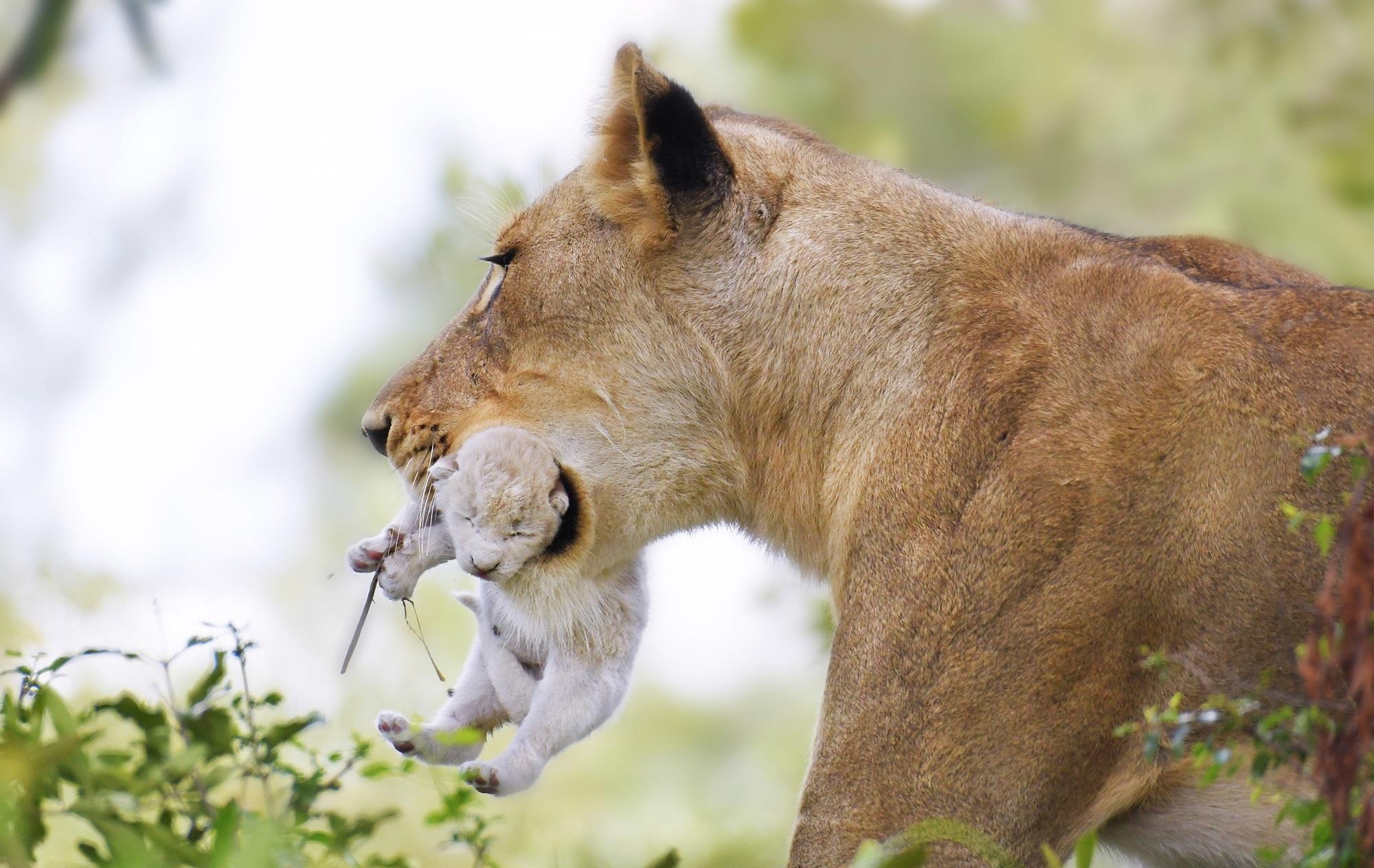 Ngam su tu trang con quy hiem anh 2
