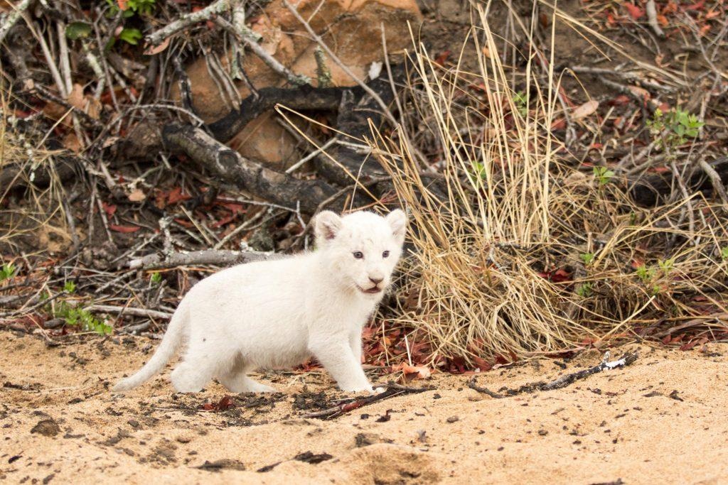 Ngam su tu trang con quy hiem anh 3