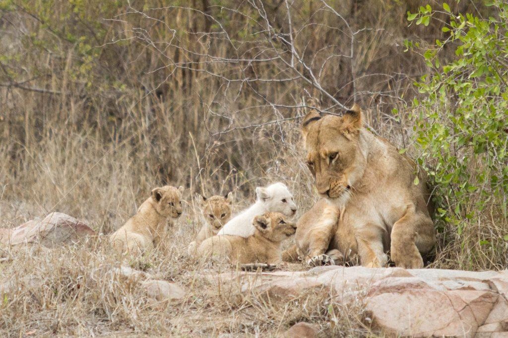 Ngam su tu trang con quy hiem anh 4