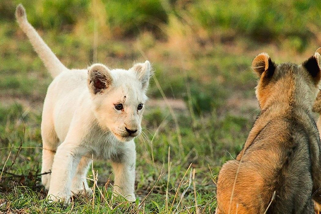 Khoanh khac dang yeu cua su tu trang quy hiem bac nhat the gioi hinh anh