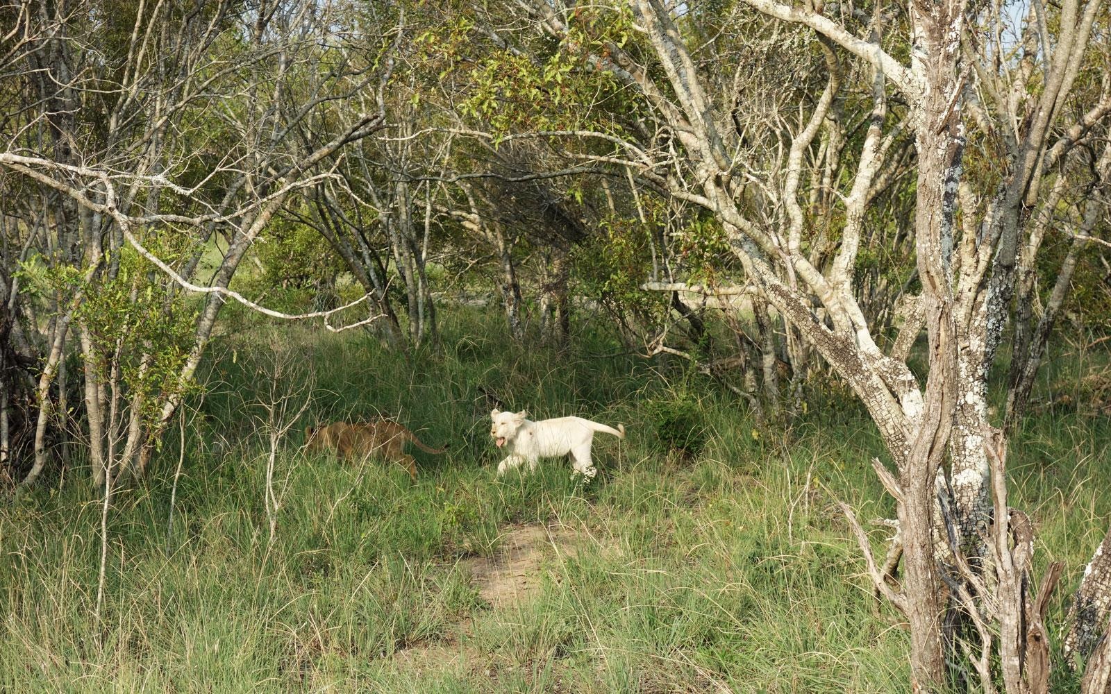 Ngam su tu trang con quy hiem anh 7