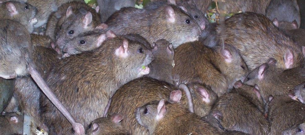 nạn chuột ở New Zealand ảnh 1 nan chuot o New Zealand anh 1